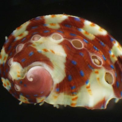 The shell of a juvenile tropical abalone, Haliotis asinina. Dan Jackson. 